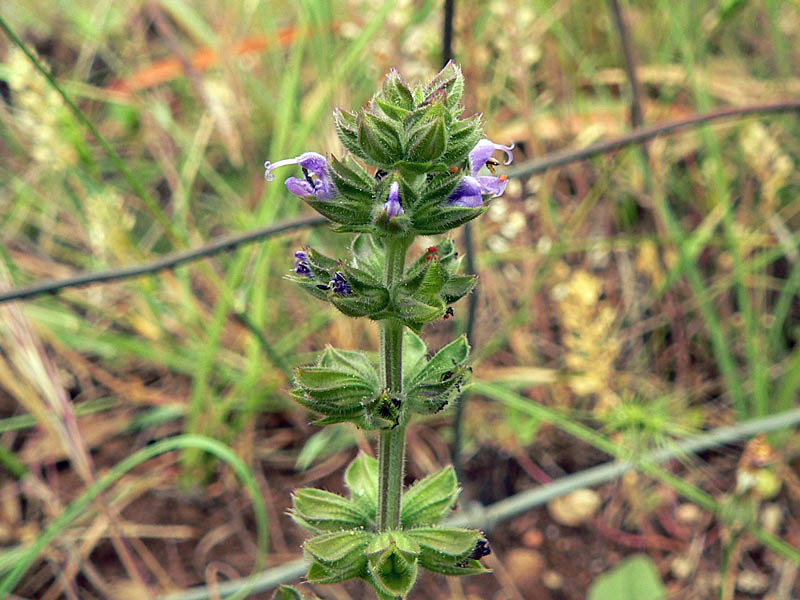 Salvia verbenaca